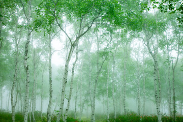 霧の中の新緑のシラカバの林2