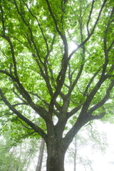霧の中のナラの大木の新緑5