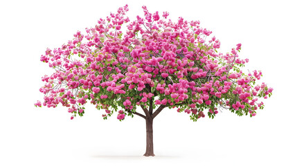 Stunning Blooming Crabapple Tree in Minnesota Isolated on White Background