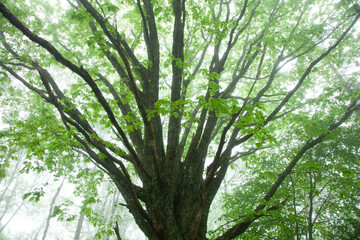 霧の中のナラの大木の新緑1