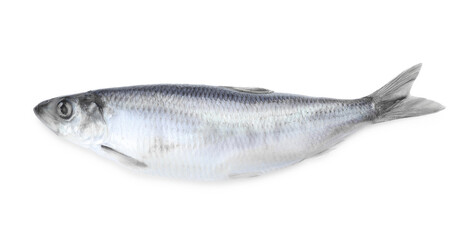 One salted herring on white background, above view