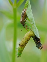 A brown stink bug pierces and feeds on a green caterpillar larva on a plant stem against a blurred green background, 16 april 2025 Indonesia
