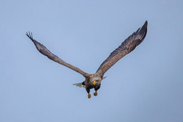 An adult White-tailed eagle flies right toward the camera lens on a cloudy spring morning. 