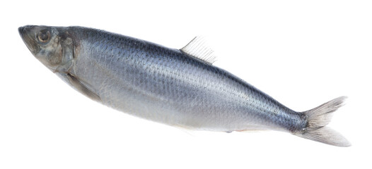 One whole delicious herring isolated on white
