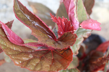 A red begonia rex ornamental plant growing in the garden