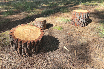 Pieces of sawn tree trunk, chips lie on old dry needles. Saw cuts, cross section of tree trunk, annual rings, thick bark on a bright sunny day.