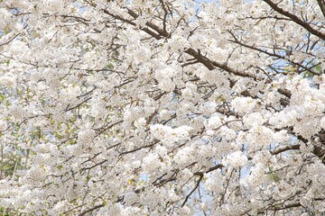 Warm spring is approaching pretty