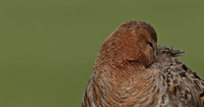 black-tailed godwit singing