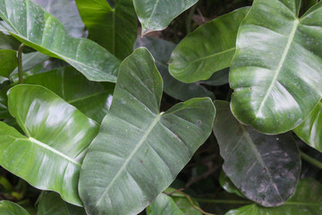 Lush green tropical leaves form a dense natural wall, showcasing vibrant foliage and fresh textures...
