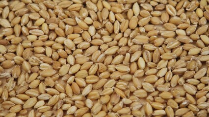 Close-up of seeds on white background. Organic farming. Grains of wheat or similar crop.