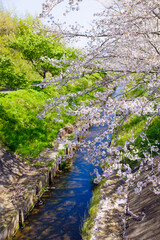 河辺の桜