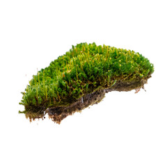 Floating forest moss clump against transparent backdrop, clear cutout path included