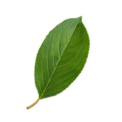 Obraz premium Green chokecherry leaf hovering against transparent background, cleanly isolated without shadowing