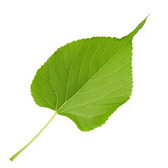 Obraz premium Floating linden leaf with cut out path included, isolated on transparent background, perfect for graphic design projects