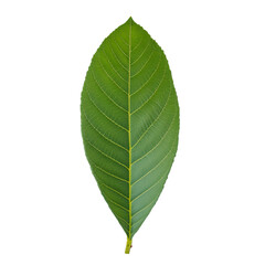 Obraz premium Fresh green loquat leaf isolated on transparent background with clipping path included