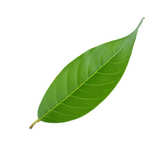 Obraz premium Floating sapodilla leaf isolated on transparent background, perfect for graphic design projects