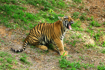 Image of a cub Indian tiger in its natural habitat..