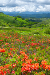 梅雨の青空に映えるレンゲツツジの群落8