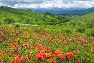 梅雨の青空に映えるレンゲツツジの群落5