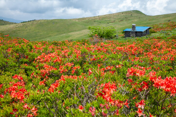 梅雨の青空に映えるレンゲツツジの群落4