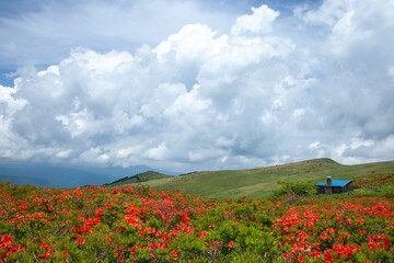 梅雨の青空に映えるレンゲツツジの群落3