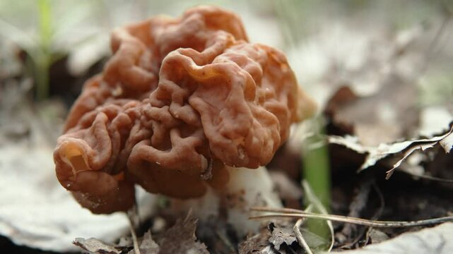 Close-up of poisonous mushroom growing in forest, handheld shot. Twisted mushroom snow morel with toxin gyromitrin. Danger when picking wild mushrooms.