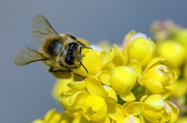 bee or honeybee in Latin Apis Mellifera yellow flower
