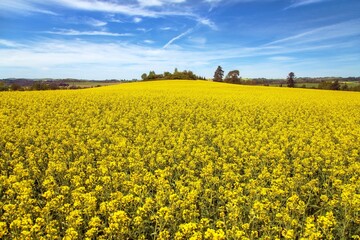 Obraz premium Rapeseed canola colza flowering field Brassica Napus