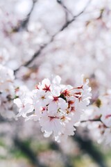 A soft and delicate cluster of white cherry blossoms in full bloom, captured with a shallow depth of field that creates a dreamy, ethereal background. A perfect representation of spring's beauty.