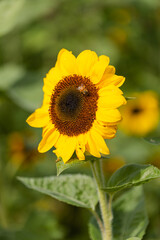 Sunflower with Bee