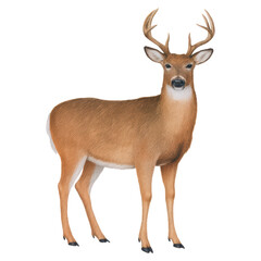 Obraz premium Detailed Illustration of a Whitetail Deer Standing Proudly, isolated on transparent background.