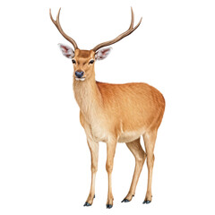 Majestic Deer Stands Proudly in Natural Environment, isolated on transparent background.