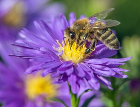 bee or honeybee in Latin Apis Mellifera blue flower