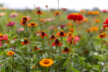 Zinnia fields
