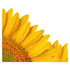 Vibrant Yellow Sunflower Petals with Green Center Detail, isolated on transparent background.