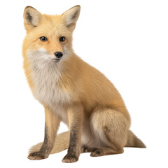 Realistic Portrait of a Curious Sitting Fox in Nature, isolated on transparent background.