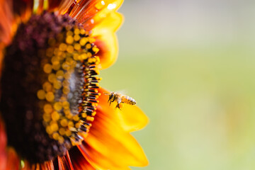 Sunflower with Bee