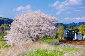 桜の隣を走る天浜線_天竜浜名湖鉄道_train
