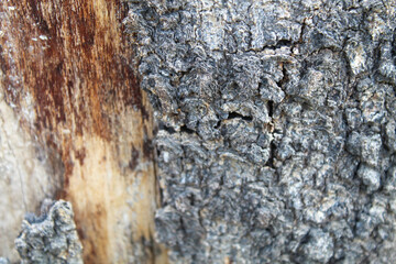 Close-up view of textured tree bark with rugged, natural patterns. The earthy surface reveals the intricate details of wood grain and aging bark in a forest setting.