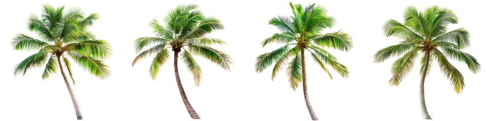 Set of a palm tree, isolated on a transparent background.