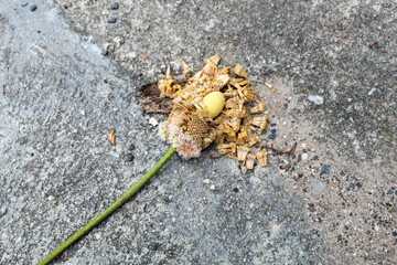 The flower buds of petai fruit (Parkia speciosa) fall down in a crushed state