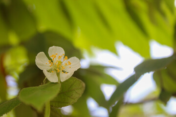 Fototapeta premium Flowers from cherry blossoms (Muntingia calabura) in bloom, concept background