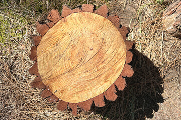 Tree felling, cut of a tree trunk with annual rings and thick, textured bark, top view.
