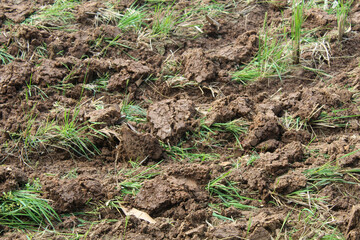 Dry, cracked earth in an agricultural field with sparse green rice plants struggling to grow. The parched soil forms deep fissures, symbolizing drought and water scarcity in farming.