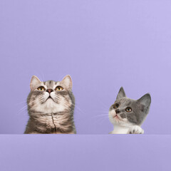 Cute little gray cat and kitten, on a pastel background, looks and plays. Buisiness banner, concept, template, copy space.