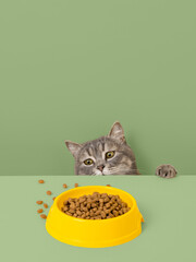 A cute gray cat and a bowl of food on pastel background. Reaching for his favorite food, little thief.