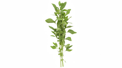 Fototapeta premium a tall green plant with leaves and flowers on a transparent background, PNG image, PNG file, Generative art.