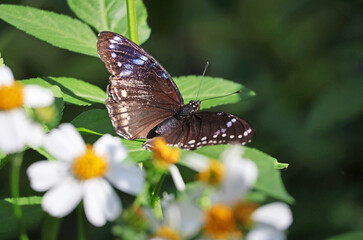 Hypolimnas bolina or the Blue Moon Butterfly with Changeable Dot Patterns on Flowering Shrub