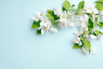 Fototapeta premium Beautiful spring background with white apple blossoms and green leaves on a light blue pastel color, with space for text