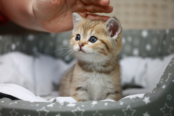 Portrait of a cute little kitten. Animal care and love